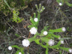 Phylica curvifolia