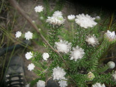 Phylica curvifolia