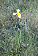 Moraea spathulata