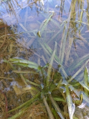 Vallisneria spiralis