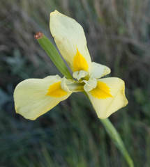 Moraea spathulata