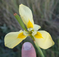 Moraea spathulata
