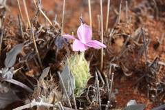 Barleria lichtensteiniana