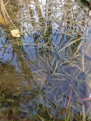 Vallisneria spiralis