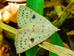 Scolecocampa