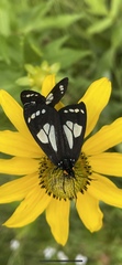 Gnophaela discreta