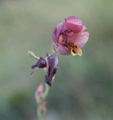 Gladiolus woodii