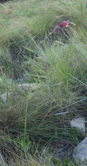 Gladiolus woodii