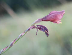 Gladiolus woodii