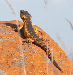 Pseudocordylus melanotus