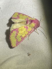 Psectrotarsia suavis