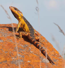 Pseudocordylus melanotus