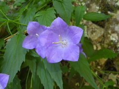 Campanula carpatica