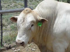 Bos indicus × taurus