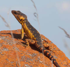 Pseudocordylus melanotus