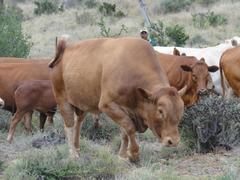 Bos indicus × taurus