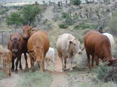 Bos indicus × taurus