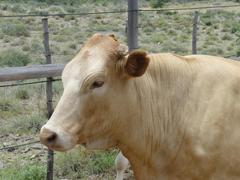 Bos indicus × taurus