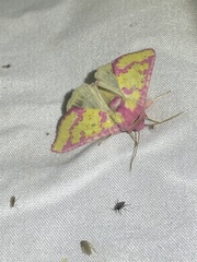 Psectrotarsia suavis