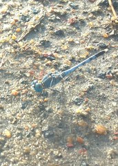 Diplacodes trivialis