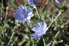 Cichorium intybus intybus