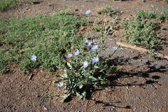 Cichorium intybus intybus