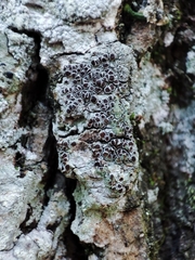 Lecanora argentata