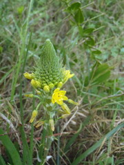 Bulbine lagopus