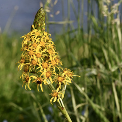 Ligularia sibirica