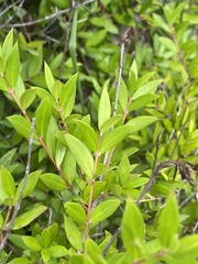 Myrtus communis — photo 3