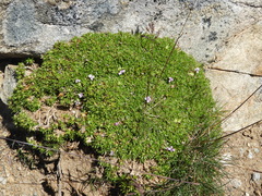 Silene acaulis