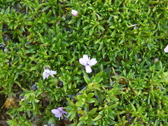 Silene acaulis