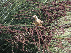 Macronyx capensis capensis