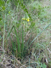 Bulbine lagopus