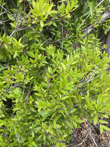 Myrtus communis