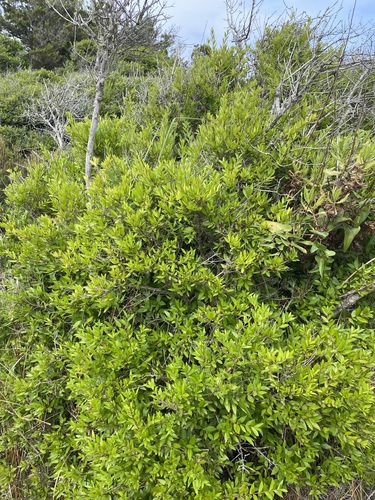 Myrtus communis