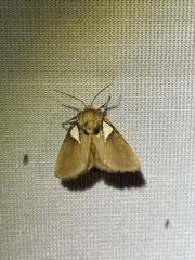 Prolimacodes trigona