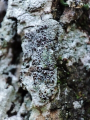 Lecanora argentata