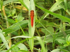 Crocothemis servilia