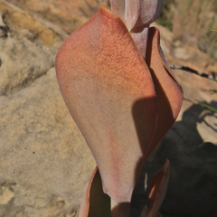 Kalanchoe thyrsiflora