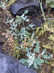 Chenopodium karoi