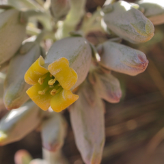 Kalanchoe thyrsiflora