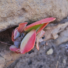Kalanchoe thyrsiflora