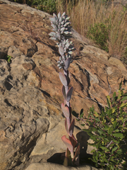 Kalanchoe thyrsiflora