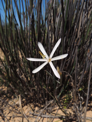 Geissorhiza exscapa