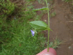 Psoralea asarina