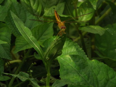 Crocothemis servilia
