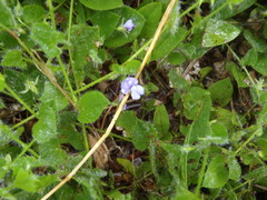 Psoralea asarina