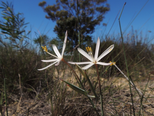 Geissorhiza exscapa