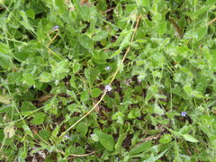 Psoralea asarina